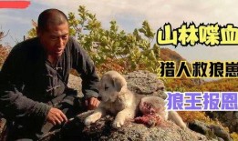 山林喋血 在线观看,惊心动魄的生存较量